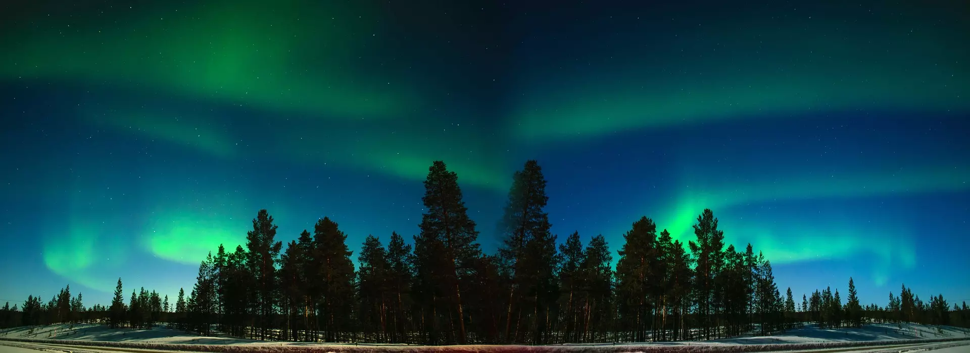 Pine forest silhouetted against the aurora borealis