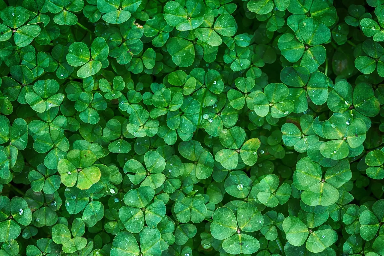 Clover leaves