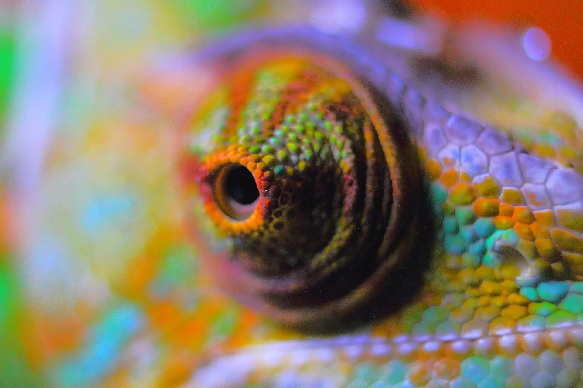 Close up view of chameleon's eye